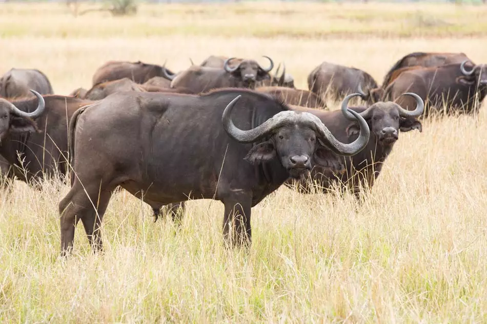 Un troupeau de buffles