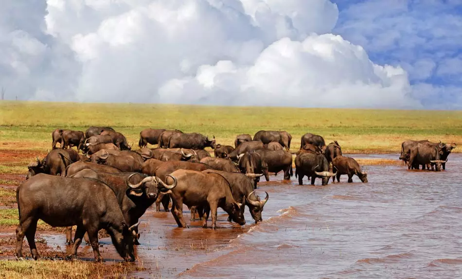 Les buffles du lac Kariba