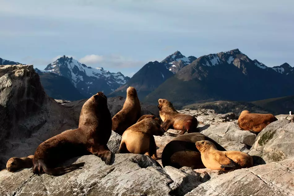 Lions de mer dans le canal Beagle, entre le Chili et l'Argentine