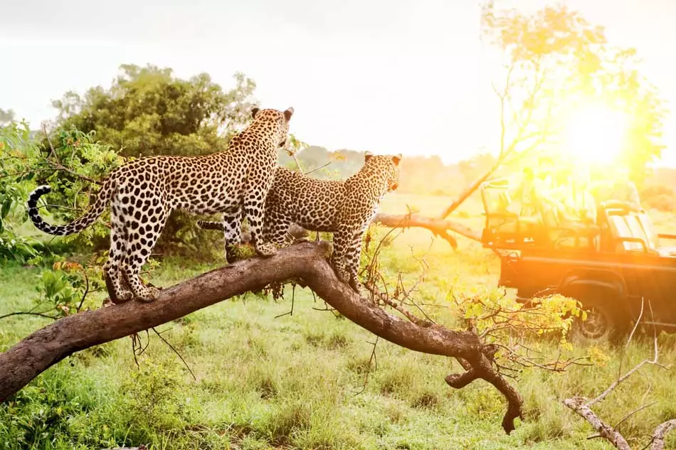 Safari-croisière en Afrique du Sud