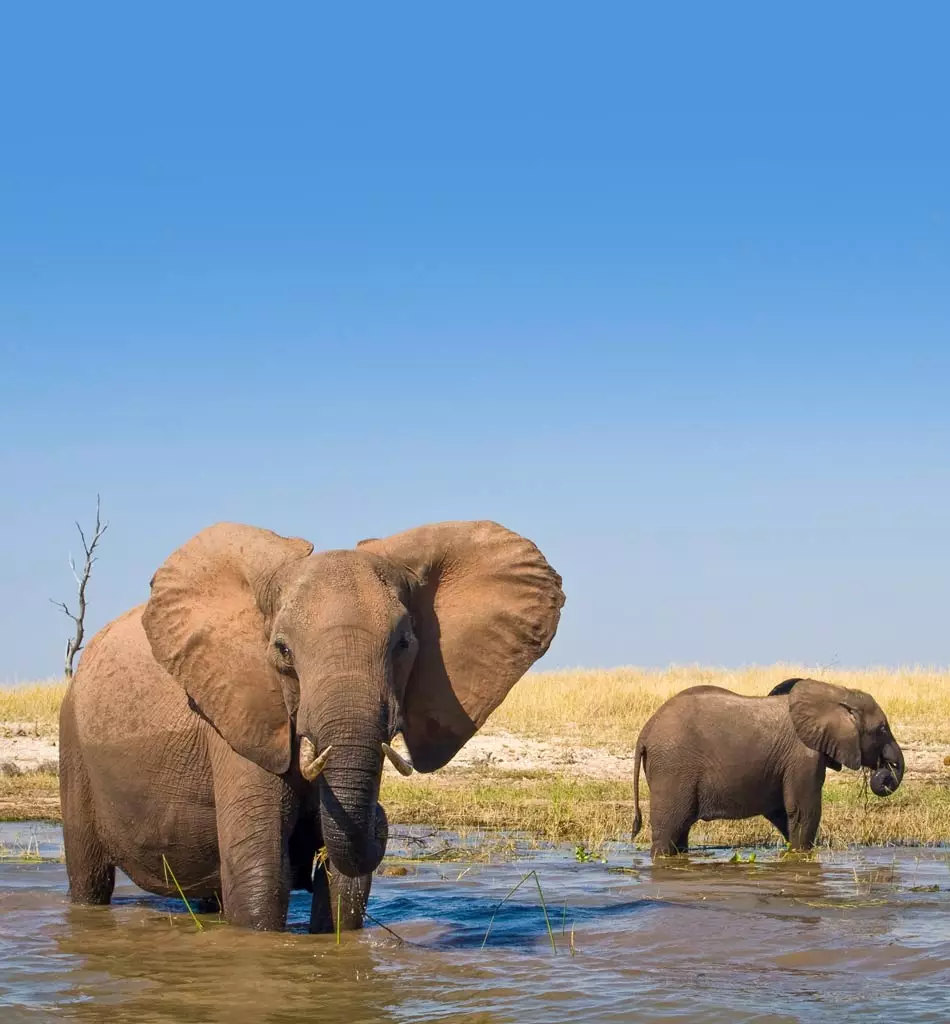 Les éléphants dans l'eau du lac Kariba