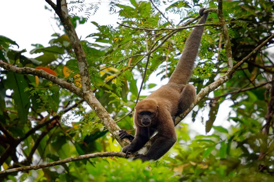 Une faune riche et étonnante dans la forêt amazonienne