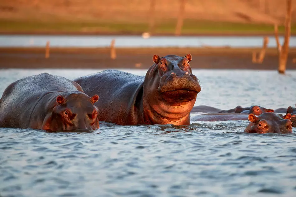 Un troupeau d'hippopotames au Lac Kariba
