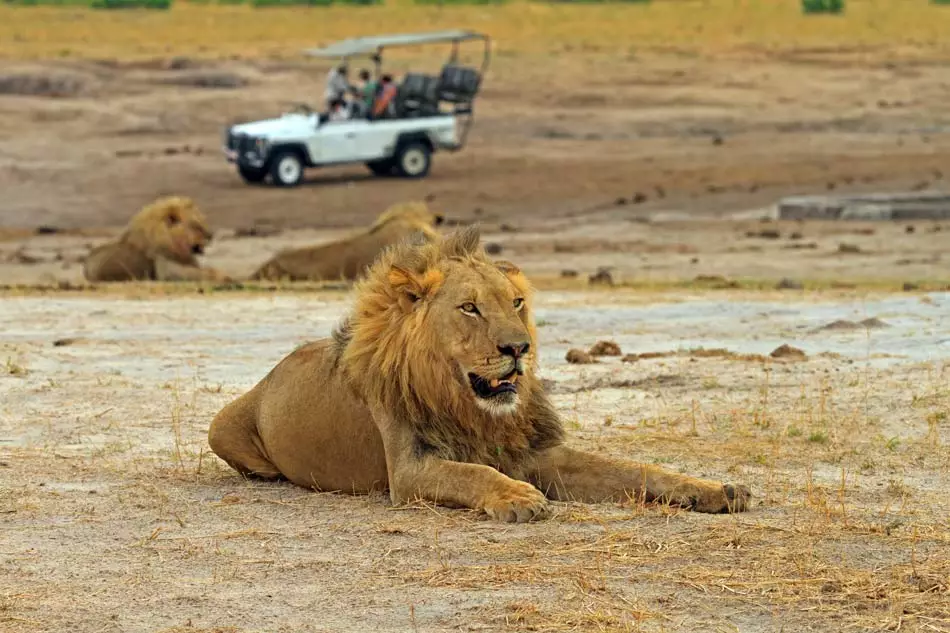 Le lion, le roi des animaux