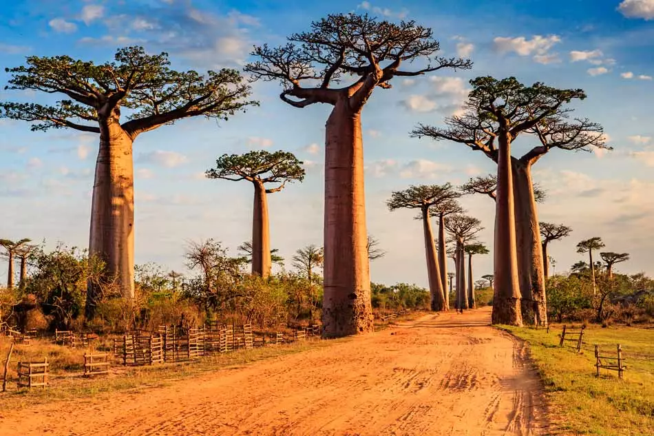 Avenue des baobabs à Madagascar
