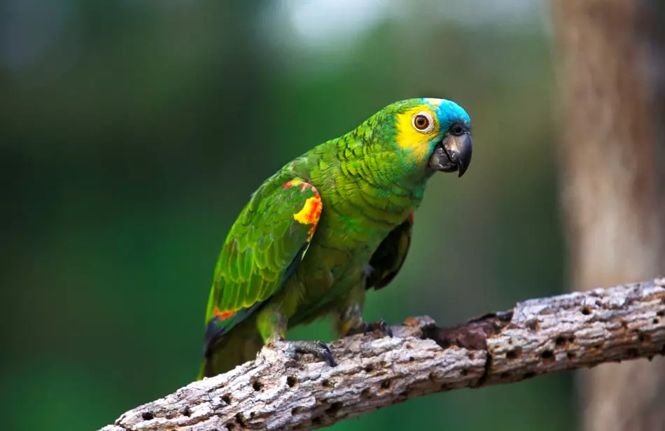 Un perroquet en Amazonie