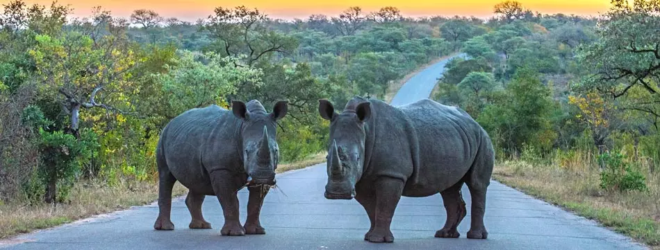 Les rhinocéros d'Afrique du Sud