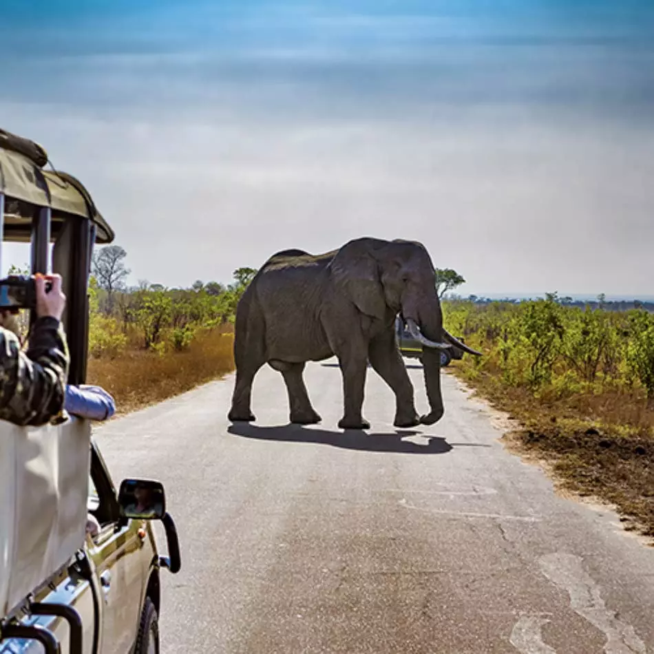 Rencontre avec un éléphant lors d'un safari