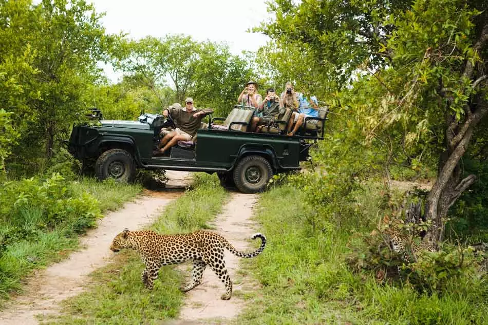 Un safari au Parc National Kruger
