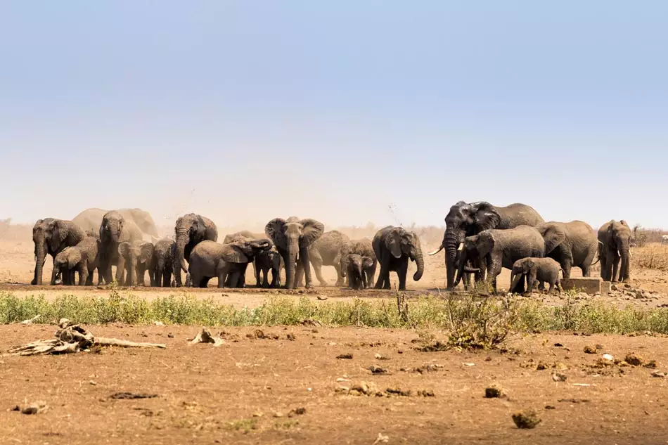 Un troupeau d'éléphants au Parc National Kruger