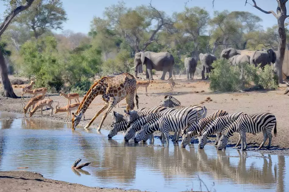 Zèbres, girafes et éléphants qui cohabitent au Parc National Kruger