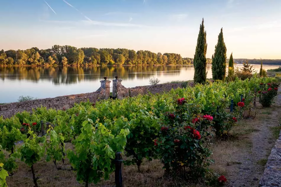 Vignoble en bordure de Loire