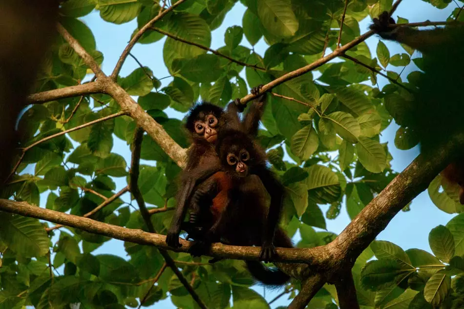 Atèles dans la péninsule d'Osa au Costa Rica