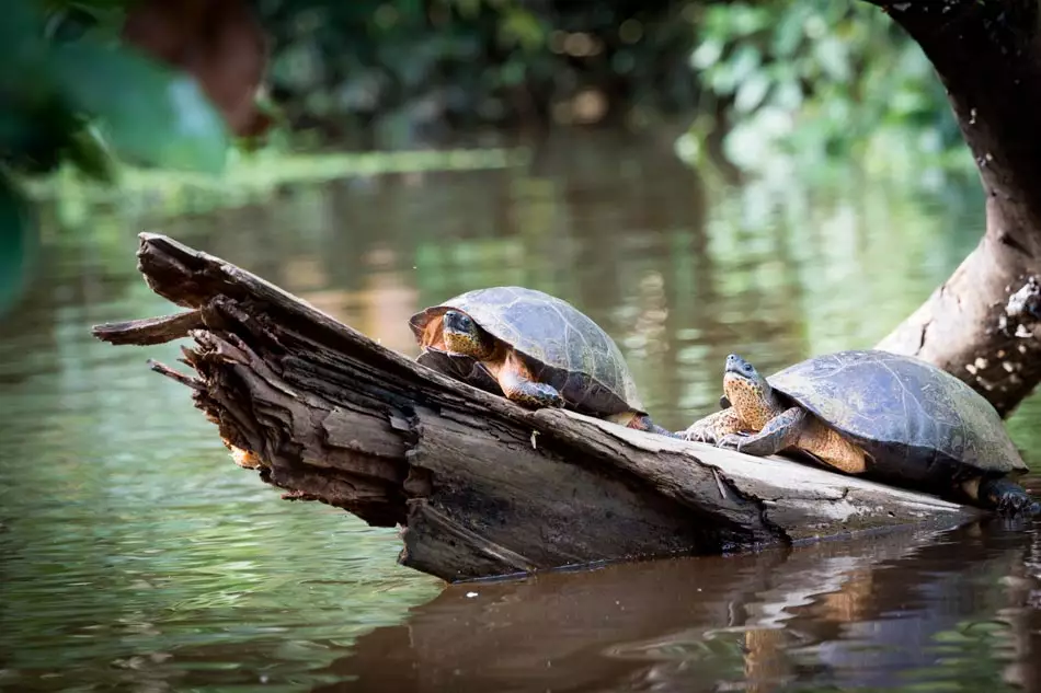 Des tortues de Tortuguero