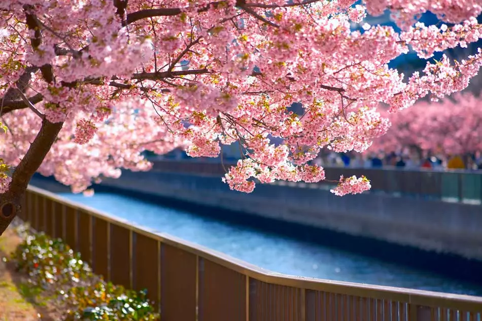 Cerisier en fleurs à Tokyo