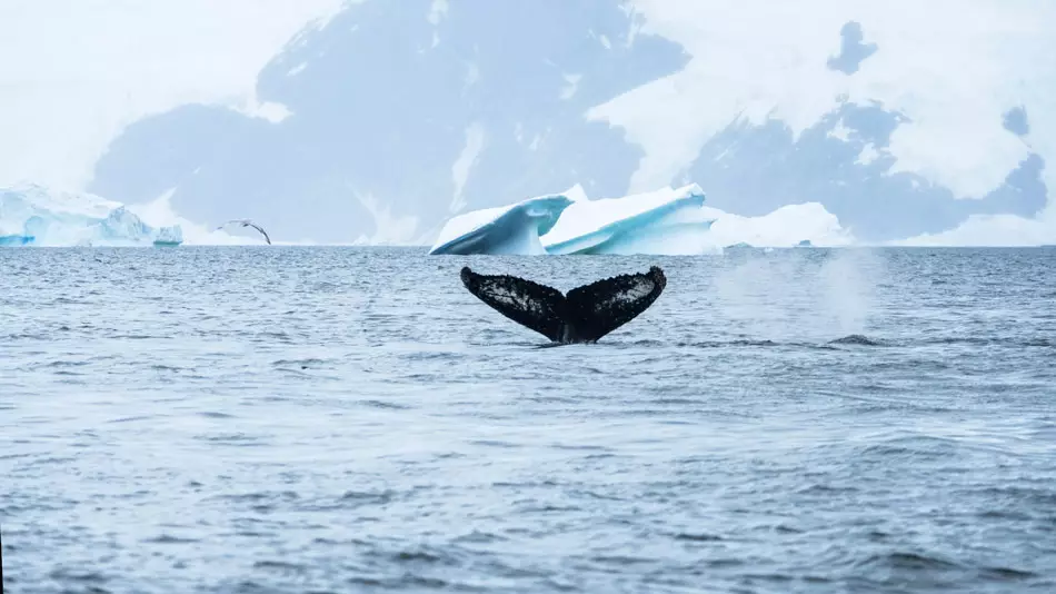 Découvrir les beautés de l'Antarctique en kayak ou ©Zodiac
