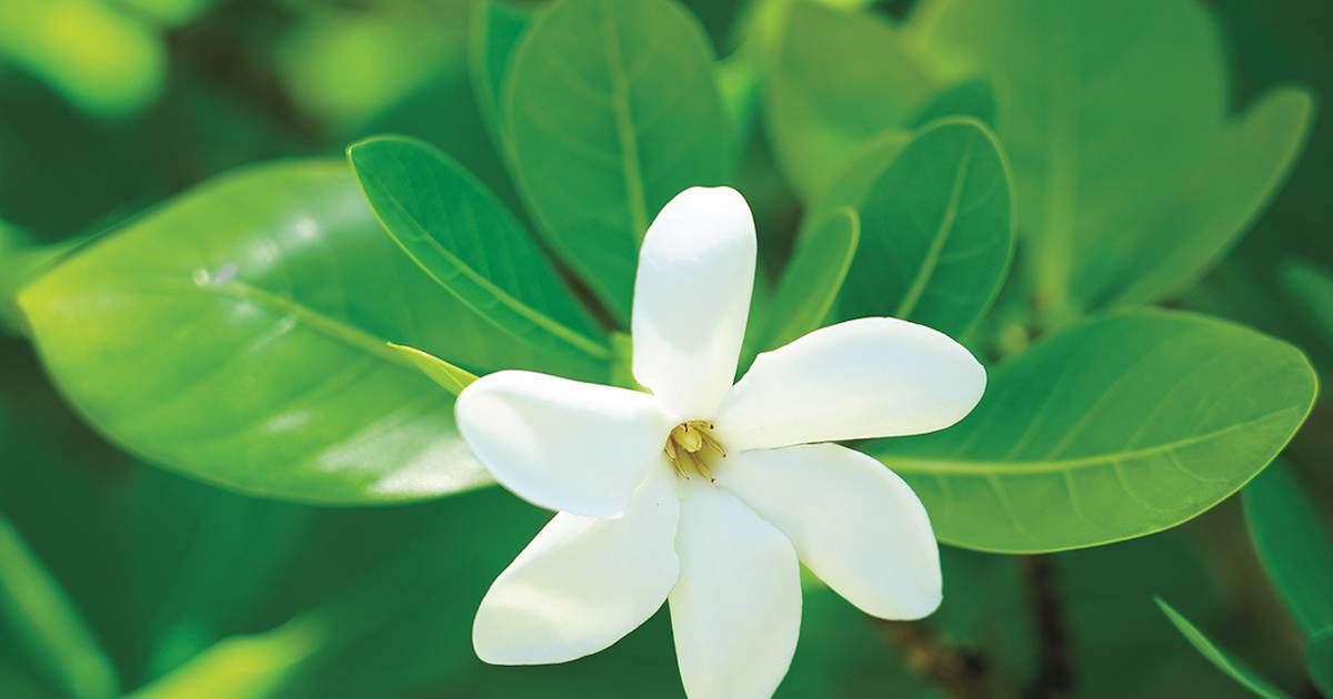 Fleurs de Polynésie : ce si doux parfum de l'histoire florale