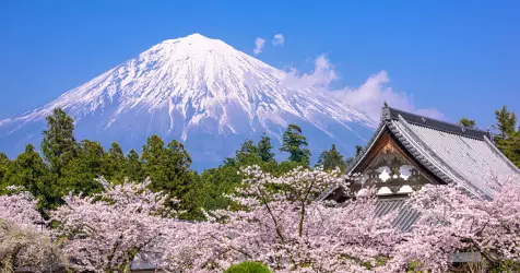 Les fleurs de cerisiers du Japon