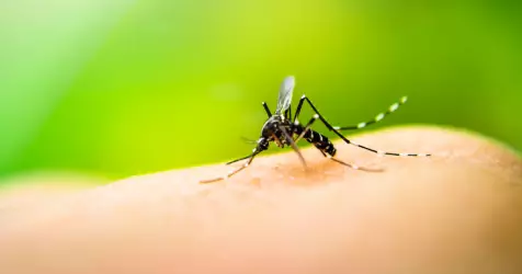 Zika : tout savoir sur le virus quand on part en croisière