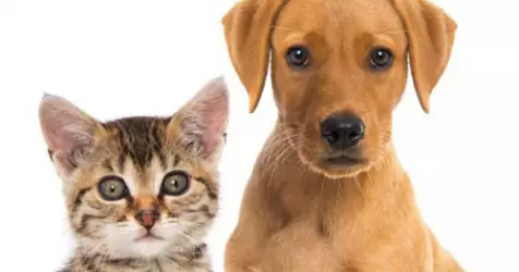 Chiens et chats en croisière : le guide ultime