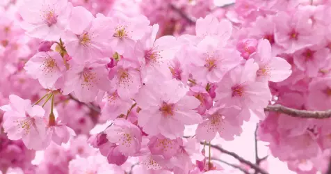Les plus belles escales pour découvrir les cerisiers en fleurs en croisière
