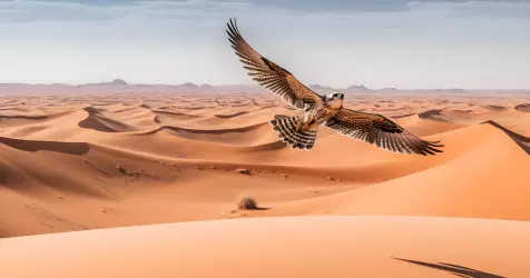 Le Désert des Émirats : entre Nature, Culture et Aventures