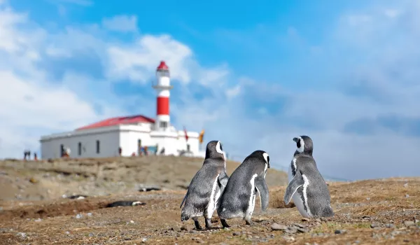 Jour 9 : L’île de la Magdalena et ses manchots de Magellan - Punta Arenas (Excursion hors forfait optionnelle)