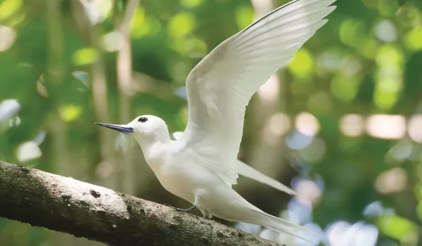 Jour 5 : Île Cousin I Sanctuaire des oiseaux  I EXCURSION INCLUSE