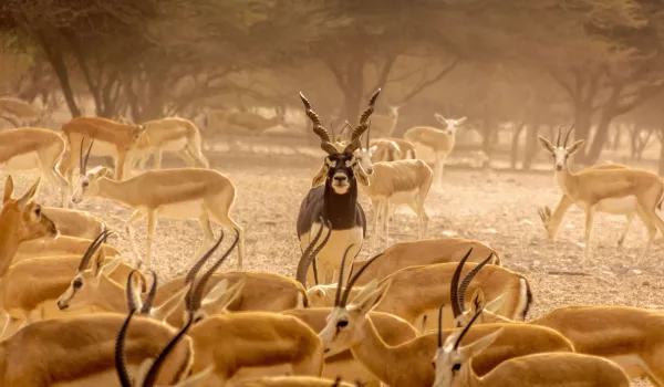 Découverte de la réserve naturelle de Sir Bany Yas Island