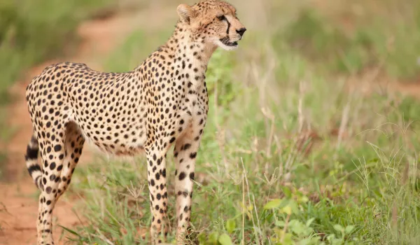 Safari de repérage et dégustations de vins à la réserve de Nyosi Wildlife Reserve - Port Elizabeth