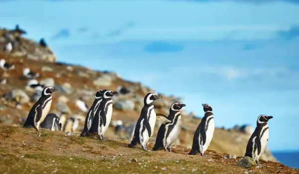 L’île de la Magdalena et ses manchots de Magellan** (Excursion optionnelle)