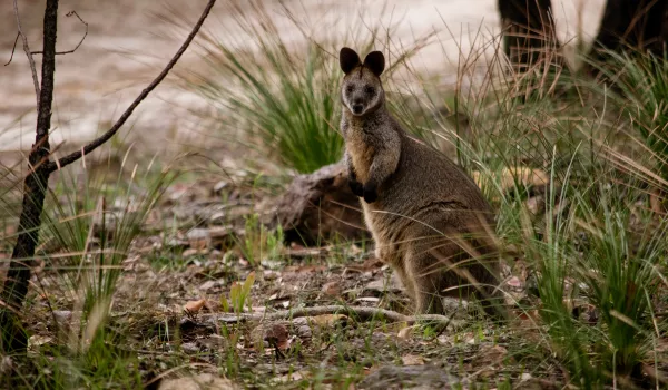 Parc national de Ku Ring Gai Chase et Palm Beach - Sydney