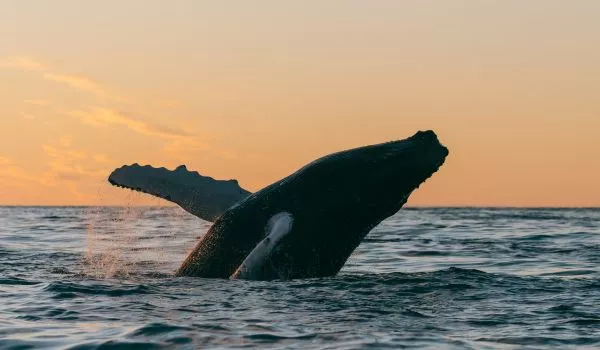 Jour 4 : Húsavík I A la rencontre des baleines