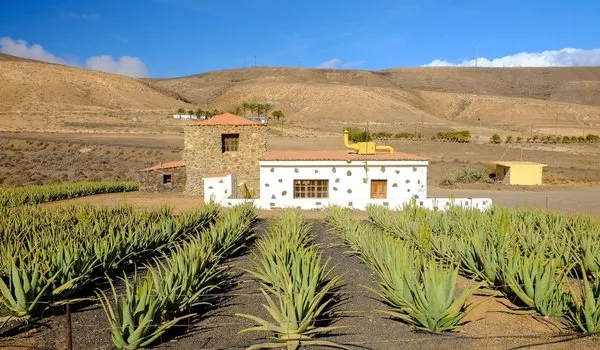 Jour 9 : Puerto del Rosario | Fuertaventura et jardin La Lajita