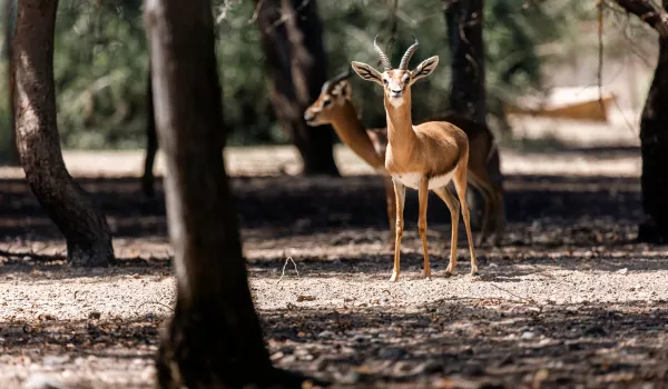 Jour 4 : Sir Bani Yas I Nature désertique