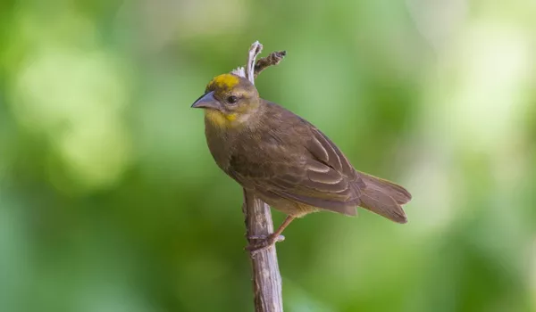 Jour 6 : Île Aride I Oiseaux de mer des Seychelles I EXCURSION INCLUSE