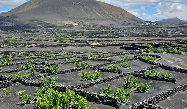 Jour 8 : Arrecife  | Parc national de Timanfaya et vignobles de La Geria