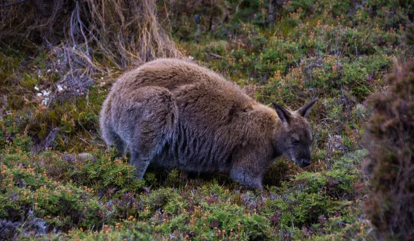 Jour 7 : Burnie | Saveurs et faune de Tasmanie