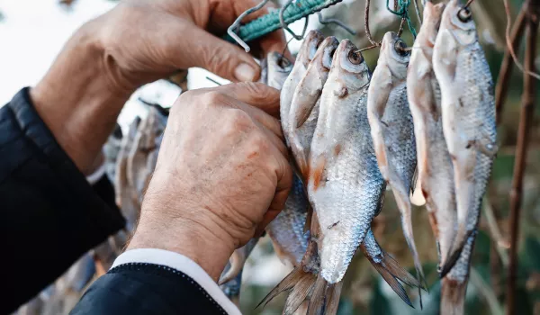 Jour 7 : Isafjörður • Súðureyri, fjords de l’Ouest