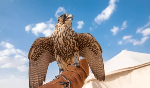 Jour 4 : Abu Dhabi I Faucons, palais et mosquée : Abu Dhabi autrement