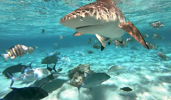 Jour 14 : Bora Bora I Snorkeling, observation des raies et des requins - Déjeuner privé sur un motu