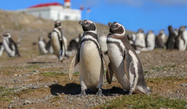 Jour 10 : Punta Arenas I L’île de la Magdalena et ses manchots de Magellan