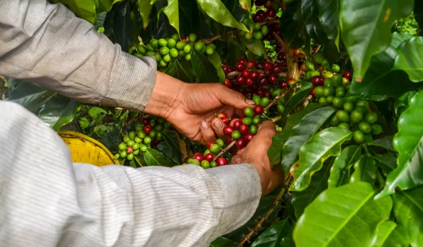 Jour 8 | Santa Marta : Minca : L'art du café au cœur de la Sierra Nevada