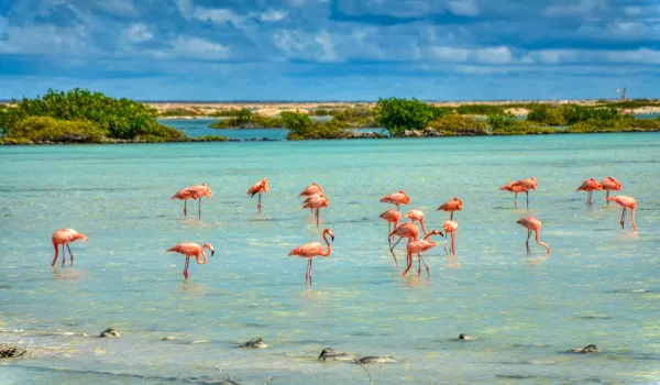 Jour 11 | Bonaire : Entre nature sauvage et mémoire des salines