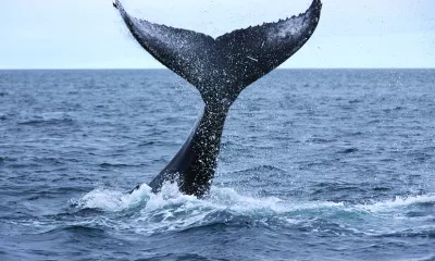 Baleine Husavik Islande