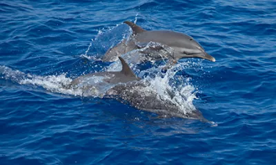 Dauphins