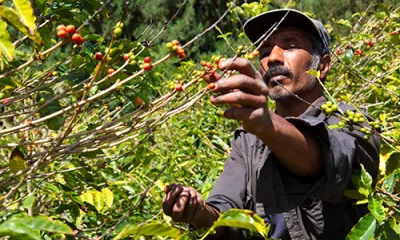 Plantation de Café