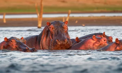 Lac Kariba - Navigation sur la rivière Gache-Gache