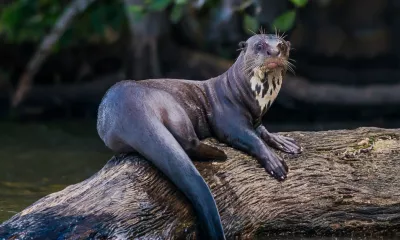 Parc national Yasuni et communauté des Secoyas