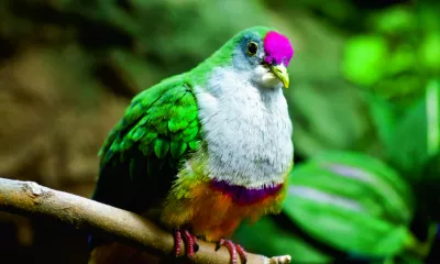 Makatea